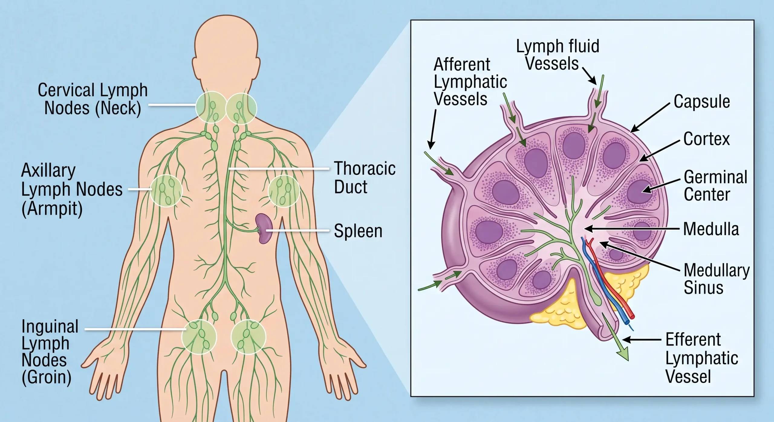 Diagram of the human lymphatic system showing lymph nodes and drainage pathways